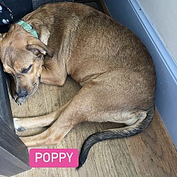 Thumbnail photo of Poppy #2