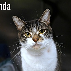 Thumbnail photo of Splenda #2