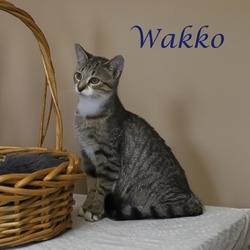 Thumbnail photo of Wakko C24-252 #2