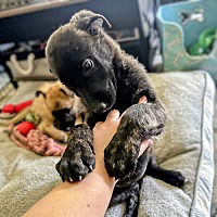 adopt a pet