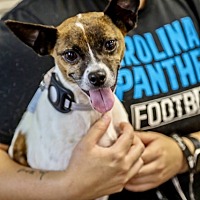 adopt a pet