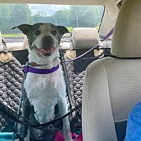 adopt a pet