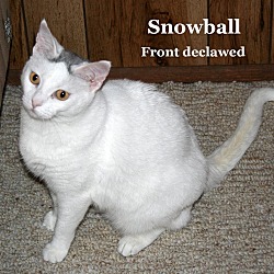Thumbnail photo of Snowball #4