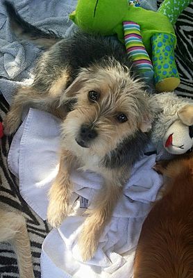 yorkie rescue inland empire