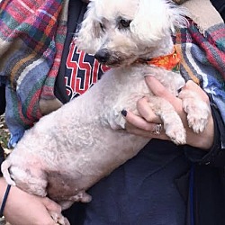 Hagarstown, MD - Bichon Frise. Meet Ned - his adorable face! a Pet for ...