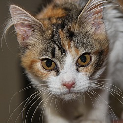 Thumbnail photo of Patches (Spayed) #3