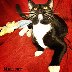 Thumbnail photo of MALLORY #3