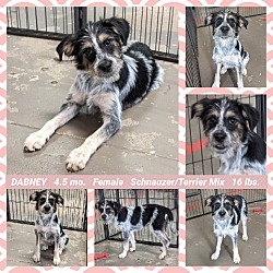 Ghost Town Dog Rescue in Mesa, Arizona