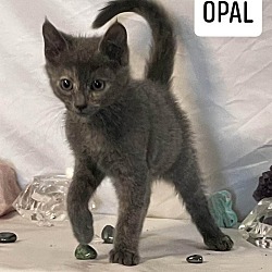 Thumbnail photo of Opal/Sugar #1