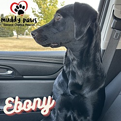 Photo of Ebony