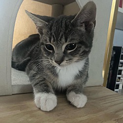 Photo of Krinkle
