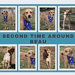 Thumbnail photo of Second Time Around Beau #4
