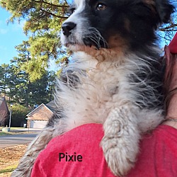 Thumbnail photo of Pixie #4
