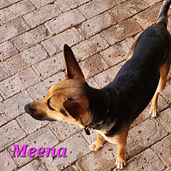 Thumbnail photo of Meena #4