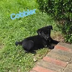 Photo of Cobbler