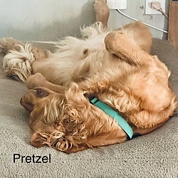 Photo of Pretzel