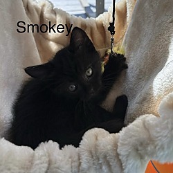 Thumbnail photo of Smokey #2