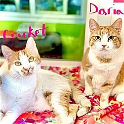 Thumbnail photo of Cricket / Daria (Bonded Pair) #3