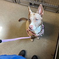adopt a pet