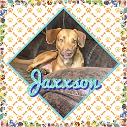 Thumbnail photo of Jaxxson #1