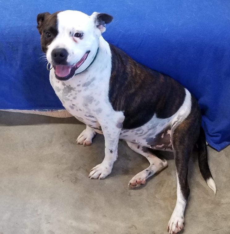 Adopt Roxi a Brindle with White American Pit Bull
