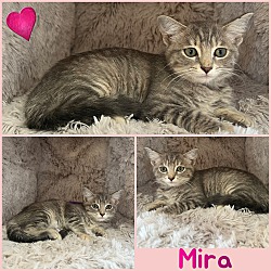Photo of Mira