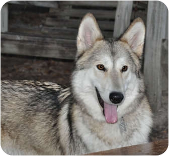 Houston, Tx - German Shepherd Dog. Meet Georgia A Pet For Adoption.