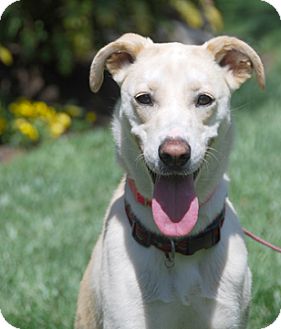 yellow lab greyhound mix