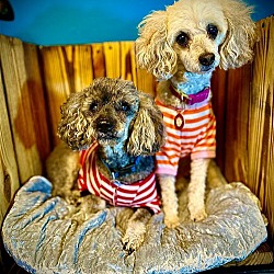 Photo of Skeeter- bonded with Ginger