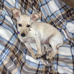 Photo of 'Rita Hayworth Puppy