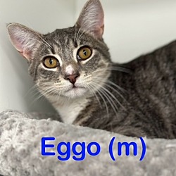 Photo of Eggo Kitten