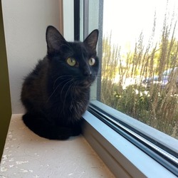 Thumbnail photo of Binx #3