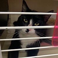 adopt a pet