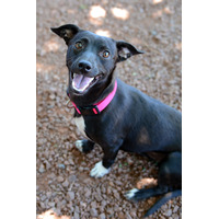 adopt-pet
