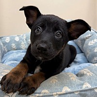 adopt a pet