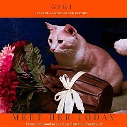 Thumbnail photo of GIGI #1