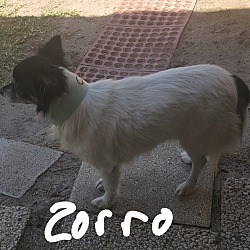 Thumbnail photo of Zorro #3