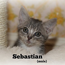Thumbnail photo of Sebastian #4