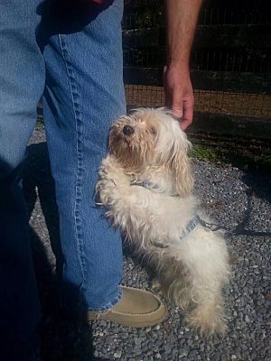 Raleigh Nc Maltese Meet Phoebe A Pet For Adoption