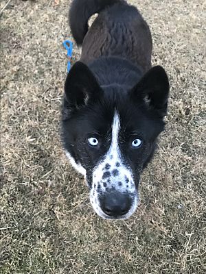 Karelian bear shop dog husky mix