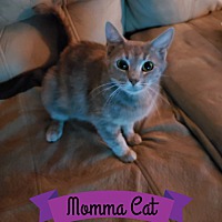 Photo of Momma Cat