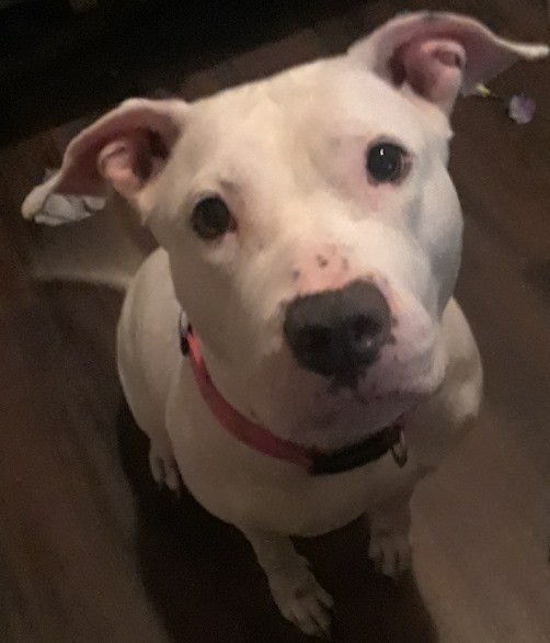 Adopt Ellie a White American Pit Bull Terrier / Mixed dog