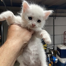 Photo of White kitten 1