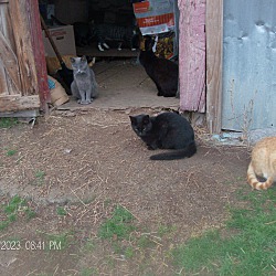 Thumbnail photo of BARN CATS/KITTENS #4