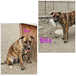 Photo of Bea