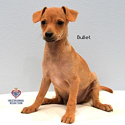 Photo of Bullet