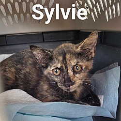 Thumbnail photo of Sylvie #3