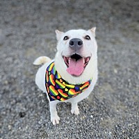 adopt a pet