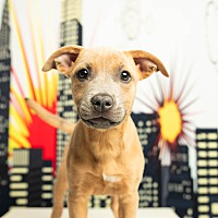 adopt a pet