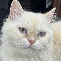 adopt-pet